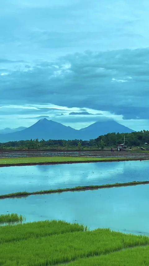 Lush Green Rice Fields and Majestic Mountains Video stock 321068022