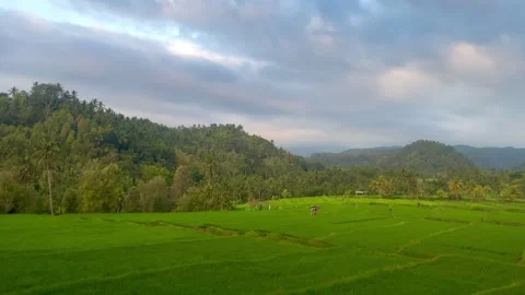 Lush Green Rice Fields and Tropical Hills at Dusk in Bali Video stock 343018840