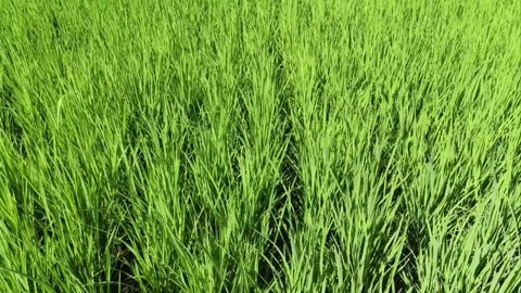Lush green rice fields blowing in the wind under bright sunshine. Stock Footage 337802988