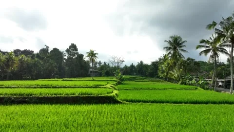 Lush Green Rice Fields of East Java: A Serene Agricultural Scene Stock Footage 333998751