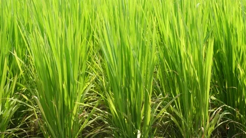 Lush green rice fields Stock Footage 333989836