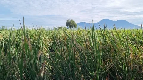 Lush green rice fields Video stock 337455777
