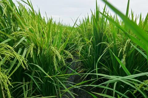 Lush Green Rice Fields in Full Bloom Under Cloudy Sky Stock Photos