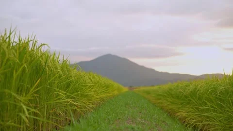 The lush green rice fields grow among the rice fields amidst the mountains Stock Footage 259884432