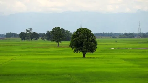 Lush Green Rice Fields with Lone Tree and Distant Mountains Видео 344835368