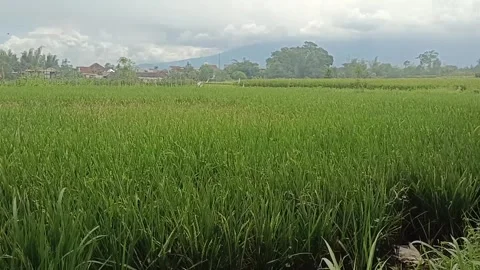 Lush Green Rice Fields with Mountain View Under Blue Sky Stock Footage 304254810