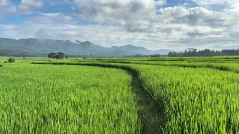 Lush green rice fields with mountain backdrop. Stock Footage 307706104