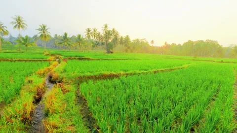 Lush green rice fields stretch under soft morning light Stock Footage 339279261