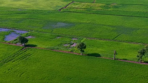 Lush green rice fields stretch beneath sunlight Stock Footage 339809414