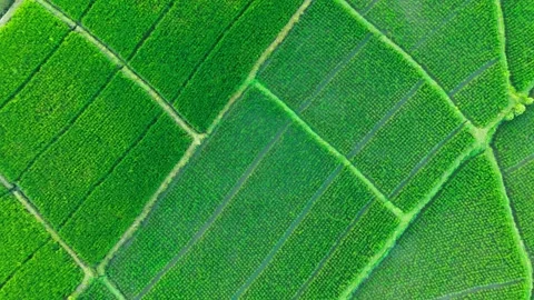 Lush green rice fields stretch beneath a soft, hazy sky Stock Footage 339902529
