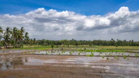 Lush green rice fields stretch out beneath a dramatic and captivating sky f.. Photos