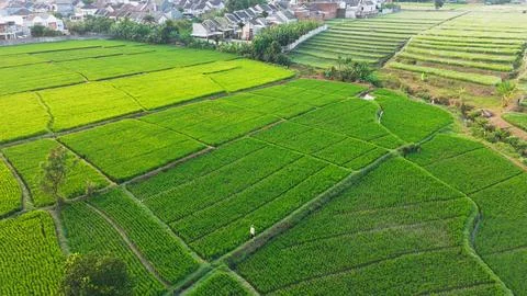 Lush green rice fields stretch beneath a soft, hazy sky Stock Photos
