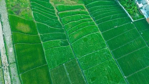 Lush green rice fields stretch beneath a soft, hazy sky Фото