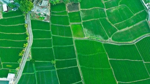 Lush green rice fields stretch beneath a soft, hazy sky Stock Photos