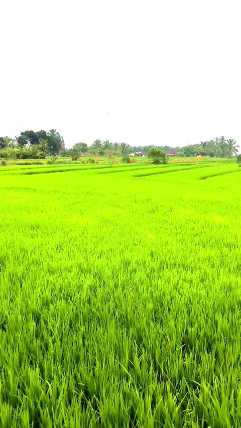 Lush green rice fields stretching across the countryside under a clear sky Video stock 312625569