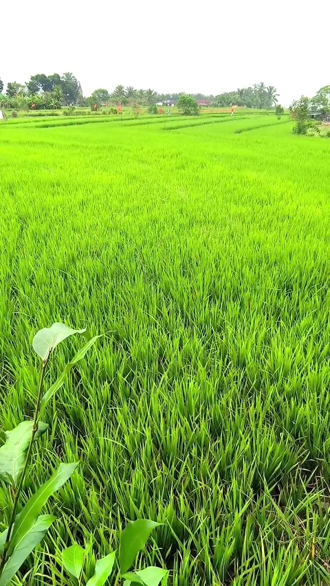 Lush green rice fields stretching across the countryside under a clear sky 스톡 동영상 312625609
