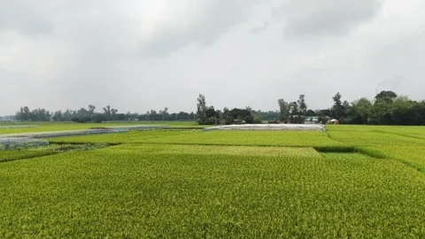 Lush Green Rice Fields Stretching to the Horizon under a Cloudy Sky Stock Footage 333639711