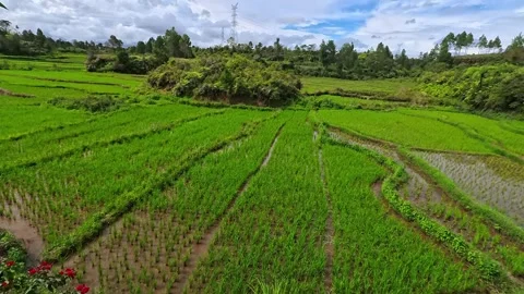 Lush Green Rice Fields in Sumatra, Indonesia  Aerial View of Vibrant Paddy .. Stock Footage 303495745