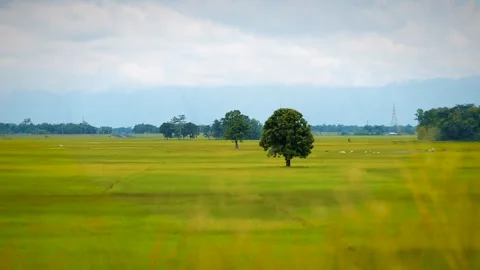 Lush Green Rice Fields with Trees and Distant Mountains Stock Footage 344835380