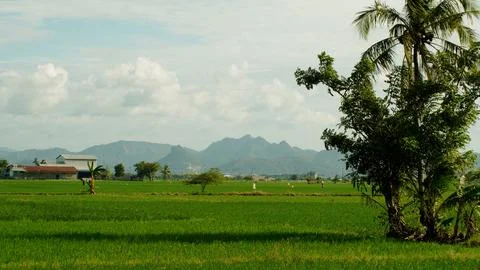 Lush green rice fields with trees in the middle Stock Photos