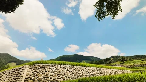 Lush Green Rice Fields Under a Clear Blue Sky in Japan Stock Footage 335583022