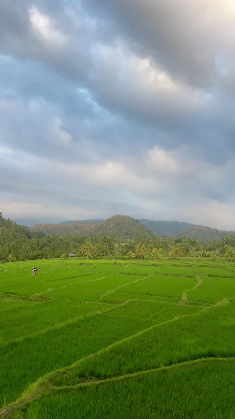 Lush Green Rice Fields Under Evening Cloudy Sky in Bali Video stock 343018727