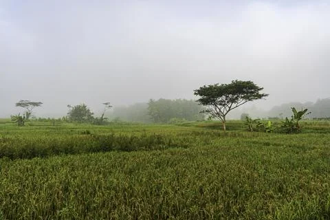 Lush green rice fields under a misty morning sky Stock Photos