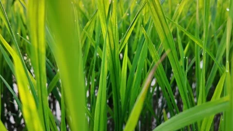 Lush Green Rice Paddy Close Up Stock Footage 284147035
