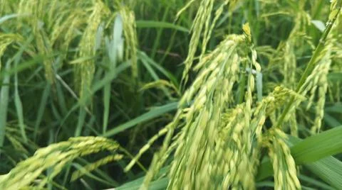 Lush green rice paddy crop with ripening grain panicles Stock Photos