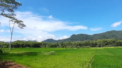 Lush Green Rice Paddy Field with Banana Trees and Distant Mountains Under a.. Stock Footage 301086341