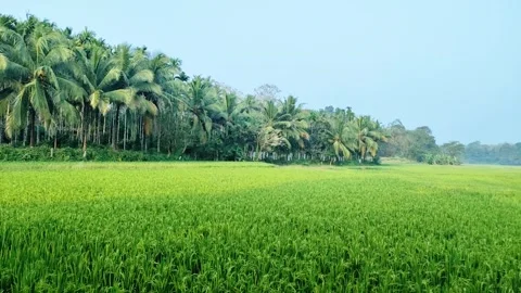 Lush Green Rice Paddy Field and Coconut Trees under Clear Blue Sky, Palakka.. Stock Footage 332541904