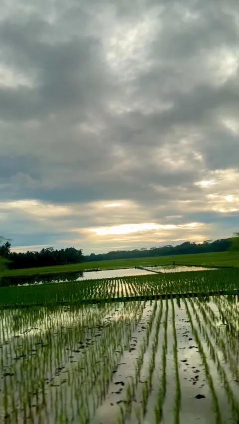 Lush Green Rice Paddy Field Reflected Under a Dramatic Cloudy Sky Stock Footage 340897366
