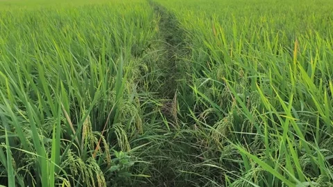 Lush Green Rice Paddy Field at Sunrise Rural Agricultural Landscape 스톡 동영상 341508233