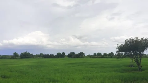 Lush Green Rice Paddy Field Under Fluffy White Clouds In Cambodia Stock Footage 342263775