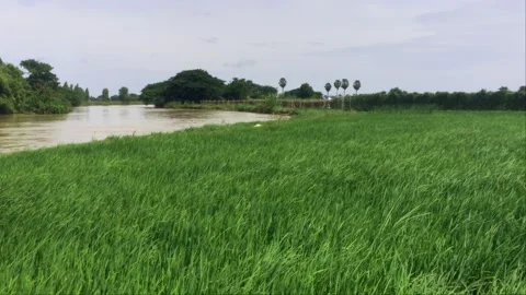 Lush Green Rice Paddy Field Beside Countryside River with Sugar Palms Stock Footage 344690232