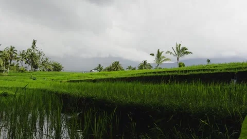 Lush Green Rice Paddy Fields With Mountain Backdrop on a Cloudy Day Stock Footage 267046898