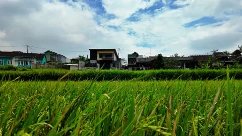 Lush green rice paddy fields swaying Video stock 346226397