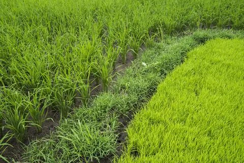 Lush green rice paddy fields close up landscape, Bukittinggi, West Sumatra, Stock Photos