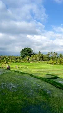 Lush Green Rice Paddy Fields and Coconut Trees Under Blue Sky in Bali Stockfoto's
