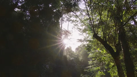 Lush Green Road with Camera Move in Australian Rain Forest during Golden Hour. W Video stock 199463621