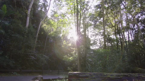 Lush Green Road with Camera Pan in Australian Rain Forest during Golden Hour. Wi Stock Footage 199456209