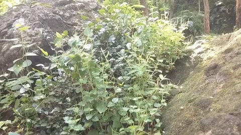 Lush Green on the Rock: Stock Footage 329242058