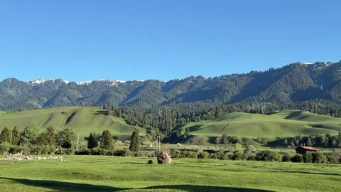 Lush Green Rolling Grasslands and Forested Mountains Under Clear Sky, Xinjiang, Stock Footage 337443090