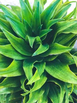 Lush green rosette leaves texture, tropical ornamental plant. Stock Photos