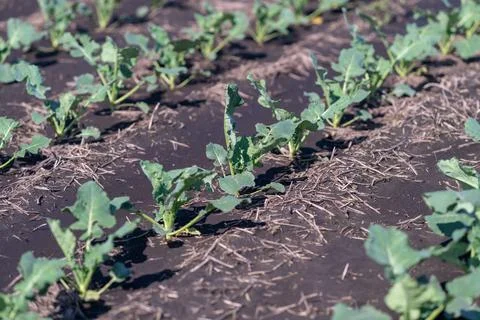 Lush green rows of napa cabbage thriving in a sunlit vegetable garden Stock Photos
