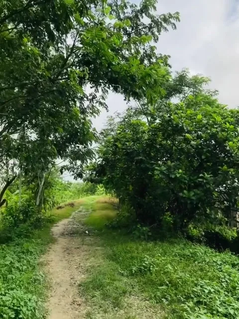 Lush Green Rural Path Through Dense Foliage Video stock 342267962