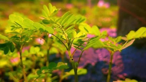 Lush Green Saplings with Sunlight. Stock Footage 305290871