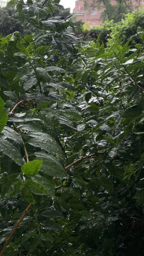 Lush Green Shrub Branches with Rain Drops in Urban Garden During Storm Stock Footage 336451297