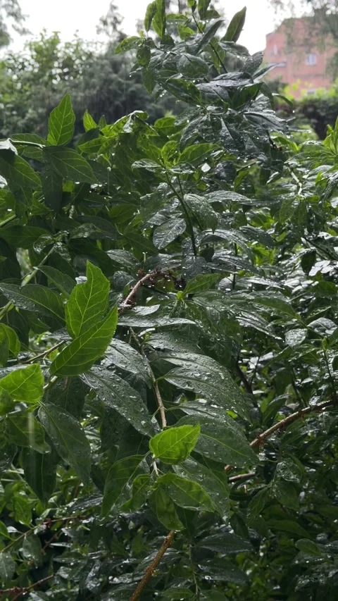 Lush Green Shrub Branches with Rain Drops in Urban Garden During Storm Stock Footage 336451313
