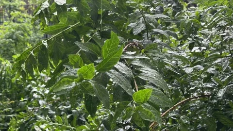 Lush Green Shrub Branches with Rain Drops in Urban Garden During Storm Stock Footage 336451316